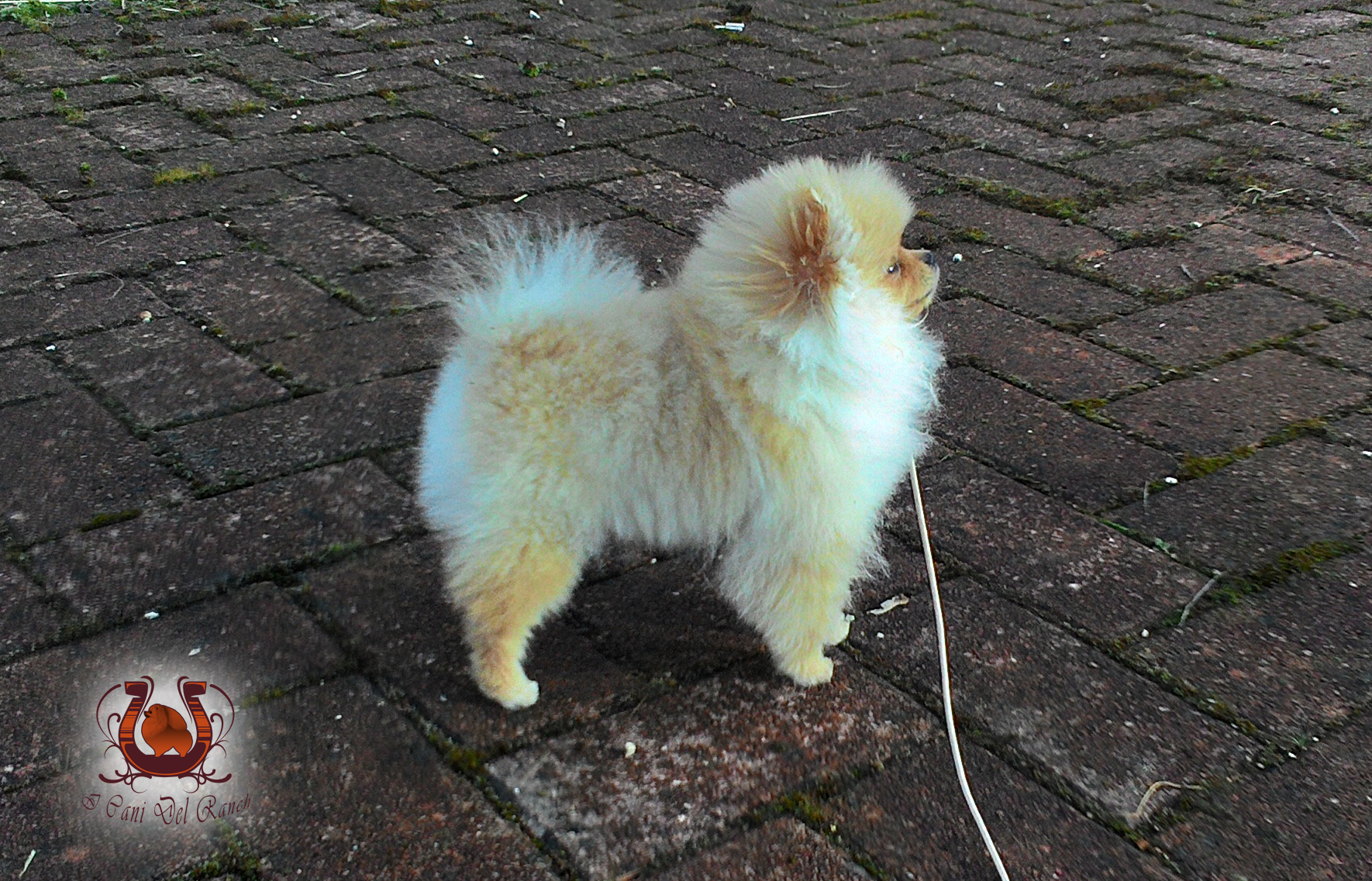 Cucciolo di Volpino di Pomerania